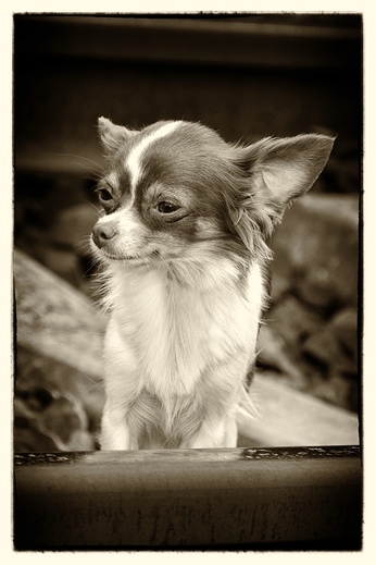 DSC_8317a.jpg