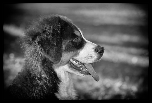 DSC_9504a.jpg